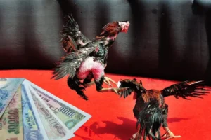 Tìm Hiểu Cách Chơi Đá Gà Sabong Tại 77Loc Chuẩn Chuyên Gia